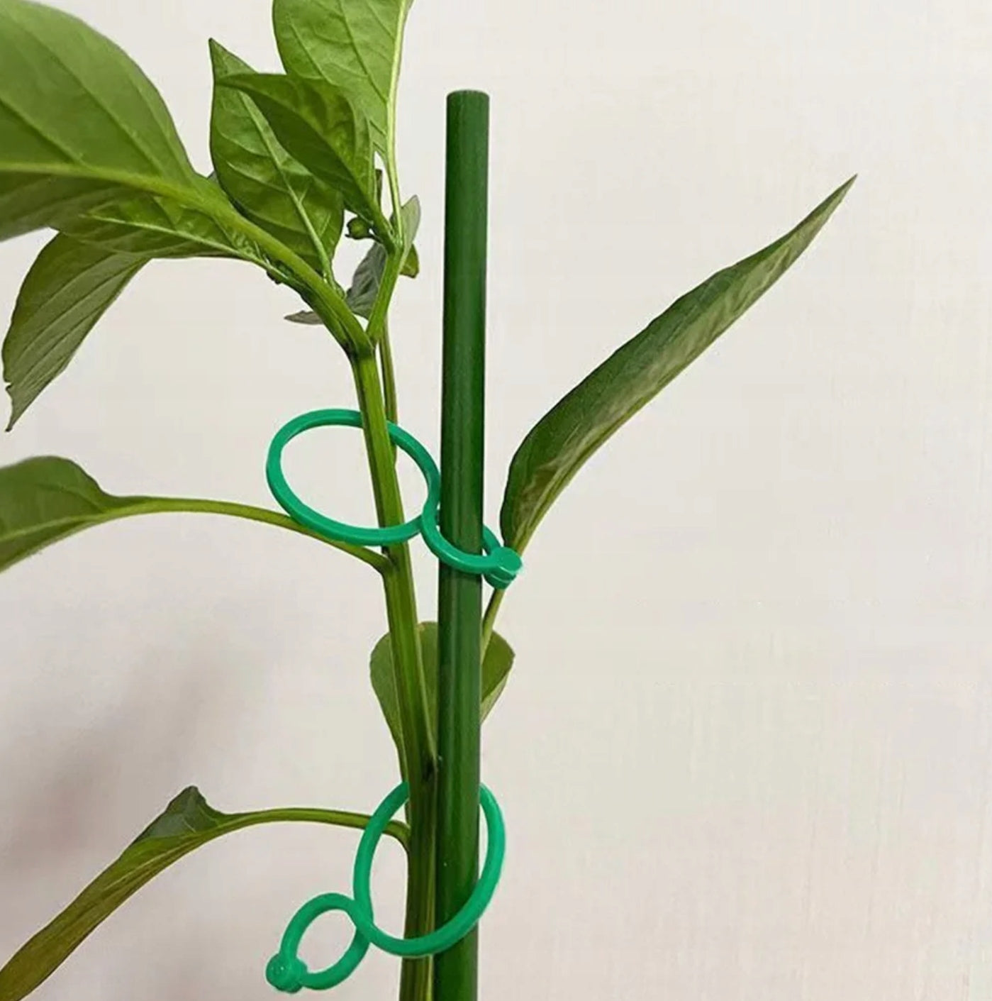 CLASP CLIP BUCKLE FOR PLANTS TOMATOES BEAN FLOWERS STEMS 50 PCS Number of pieces 50 pcs