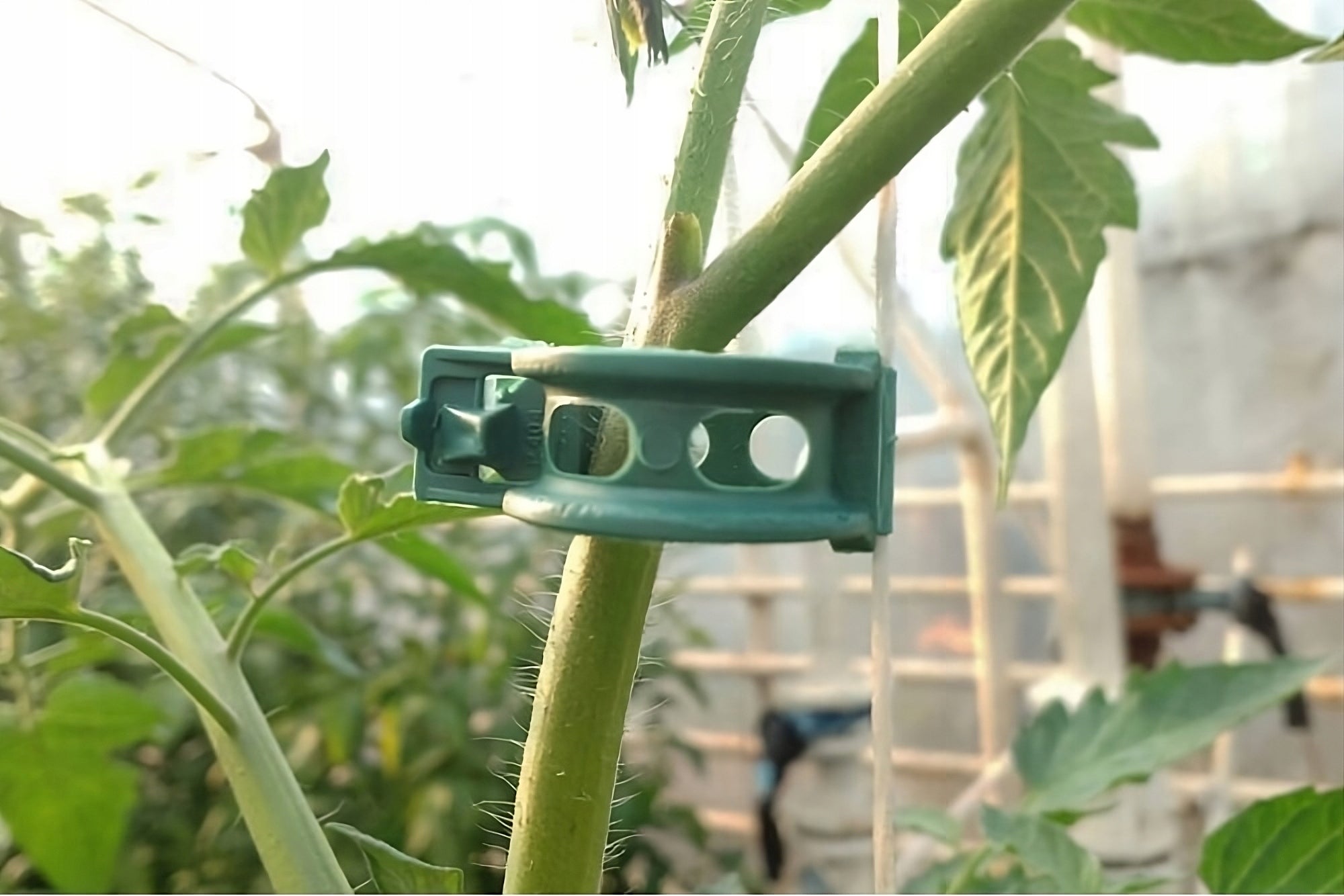 CLASPS CLIPS FOR STEMS OF TOMATO SHOOTS CUFFLINKS HOLDER 1000 PIECES CLIP Manufacturer code Klipsy do pomidorów zapinki do roślin