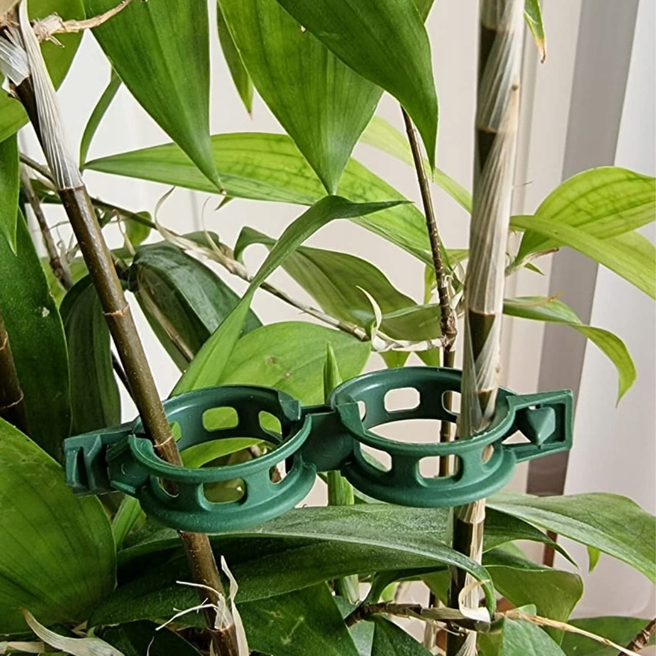 CLASPS CLIPS FOR TOMATOES BEANS STEMS PLANTS 1000 pcs Color green