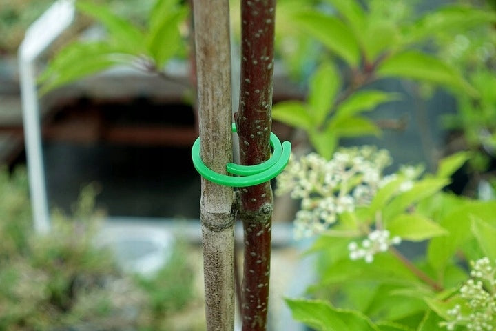 CLASPS FOR FIXING TOMATO PLANTS ON ROUND POLES 50 PIECES GREEN Brand Bradas