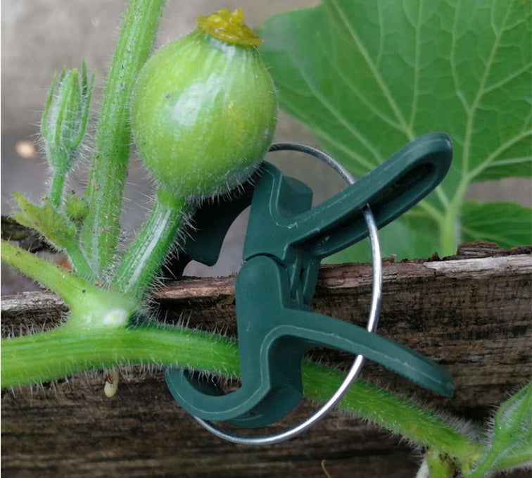 CLIP CLIPS HANDLE CLASP FOR STEMS OF TOMATO PLANTS TREES 2,5cm 50pcs EAN (GTIN) 5905247736635