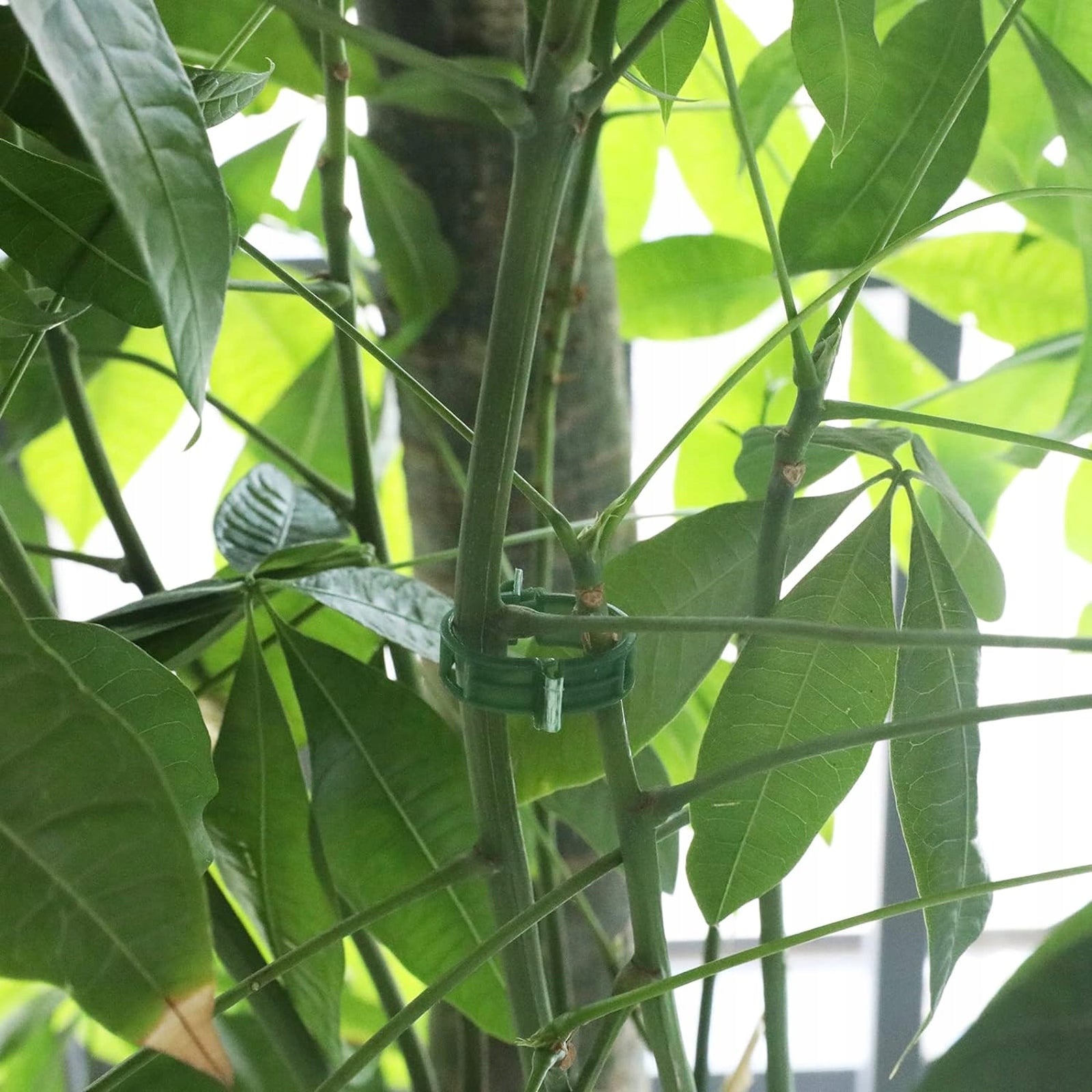 CLIPS FOR PLANTS STEMS CLASPS FOR BEAN TOMATOES PAPER CLIP HOLDER 2,5cm 50x Product height 2.5 cm