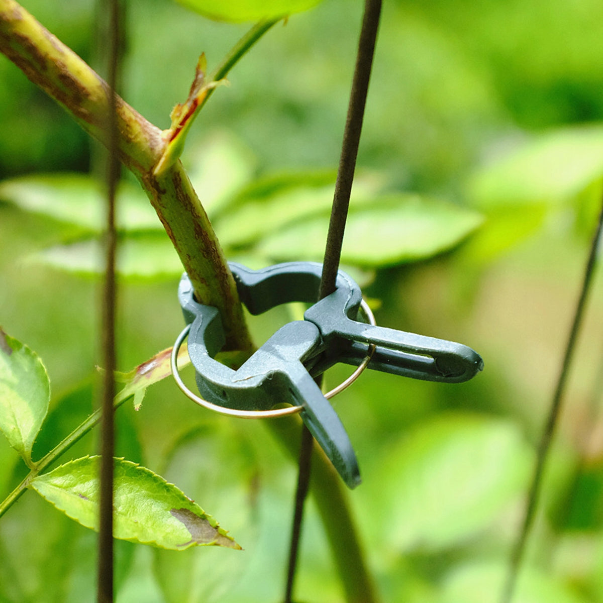 CLIPS HOOKS FOR FASTENING PLANTS CREEPERS LARGE x12 AG691H Product height 6 cm
