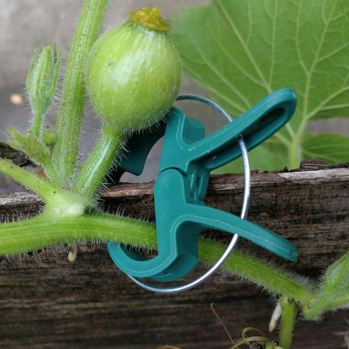 CLIPS HOOKS FOR FASTENING PLANTS CREEPERS LARGE x12 AG691H Product width 4.5 cm