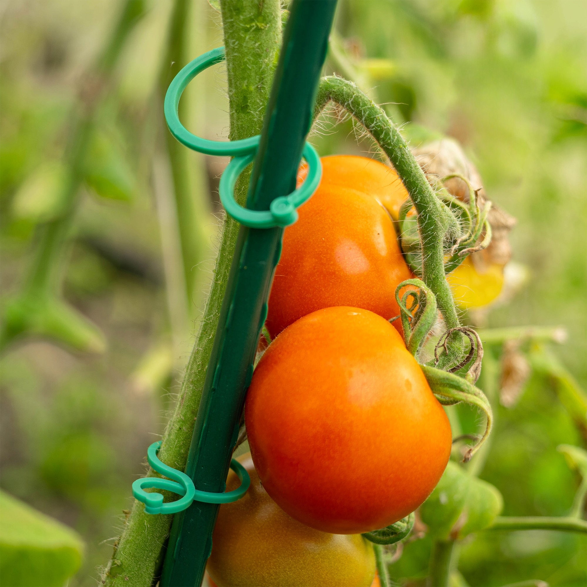 CLIPS PLANT CLIPS TOMATO PLANT CLIPS BEAN SHOTS VEGETABLE CLIPS x40 Color green