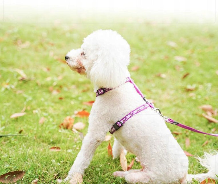 COMFORTABLE PRESSURE-FREE PURPLE DOG GUARD BRACES ADJUSTABLE SIZE S Manufacturer code SzelkiZ0087