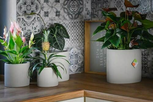 CONCRETE POT COVER 23 x 22 CM GREY Material concrete