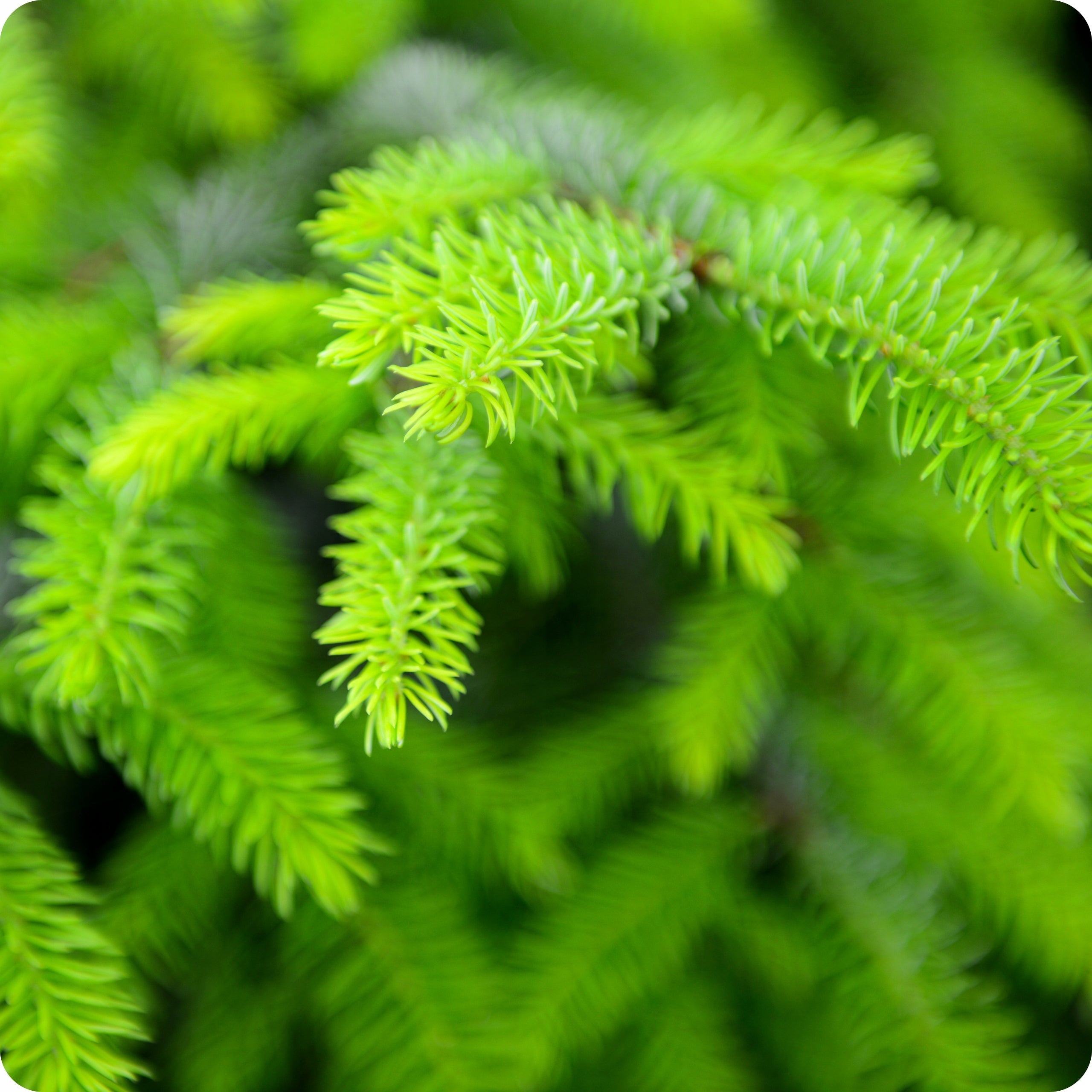 CONIFERS 900ml Liquid Concentrate Liquid Conditioner Fertilizer type multicomponent