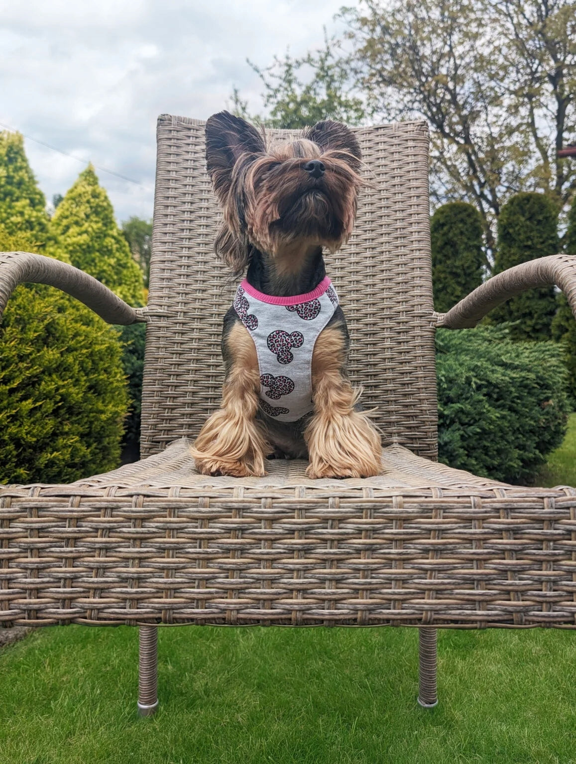 COOCKY PRESSURE-FREE HARNESS FOR CAT DOG MICKEY MOUSE S POLISH PRODUCT Brand Coocky