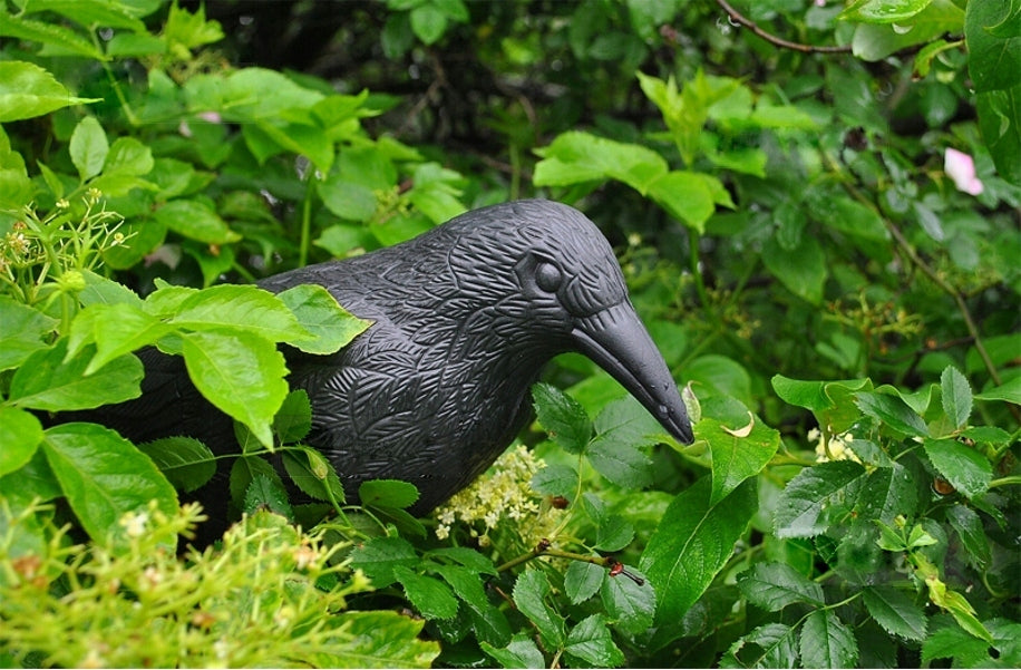 CROW XL BIRD REPELLENT PIGEON STARLINGS REALISTIC GARDEN 33CM Brand Dampod