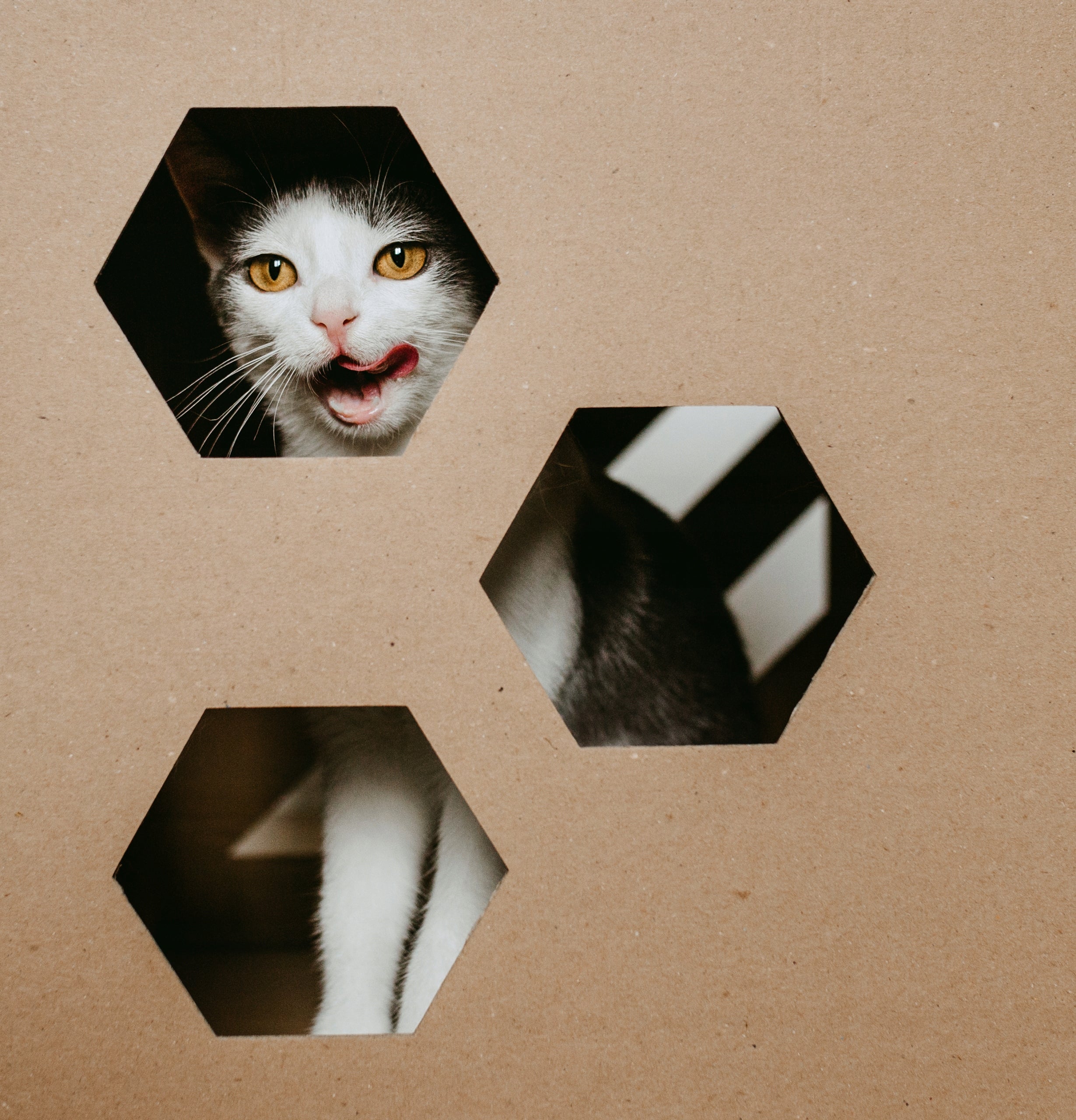CUBE Cardboard Cat House - Booth Bed Cardboard Booth - Brown Kind cat house