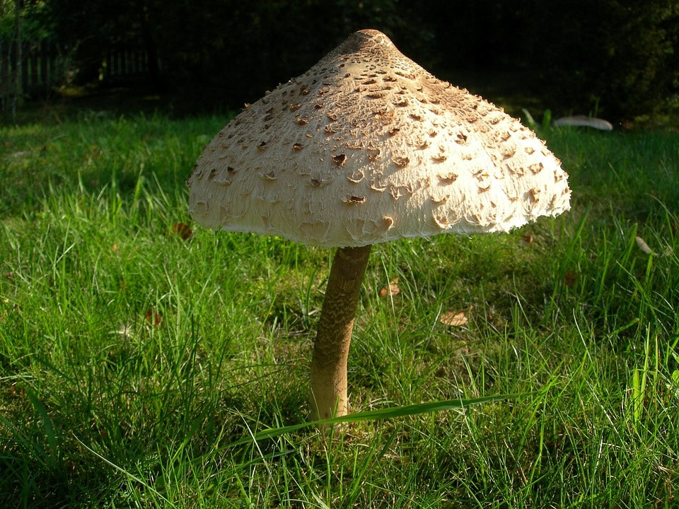 CZUBAJKA KANIA mycelium Kanie mushrooms 60ml Manufacturer code M10