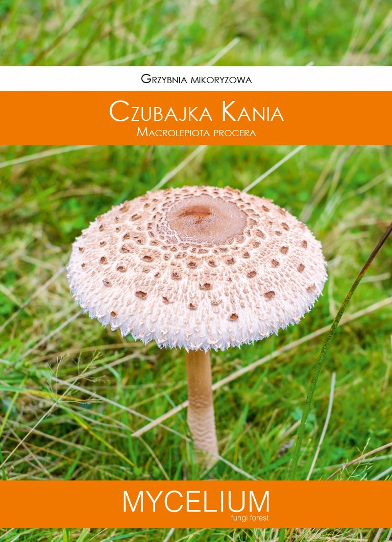 CZUBAJKA KANIA mycelium Kanie mushrooms 60ml