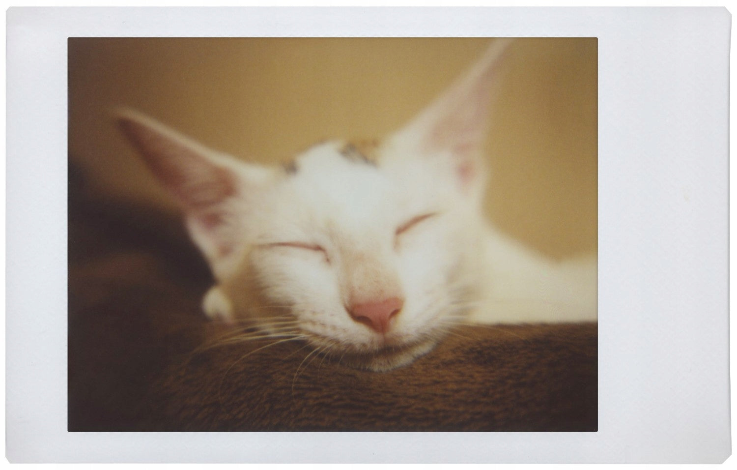Camera Lomography Bora Bora white Color white