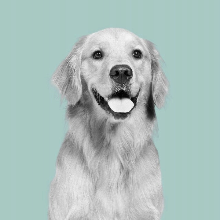 Canun Essential Complete Dry Food for Adult Dogs BEEF 20kg Manufacturer code 8437006714013