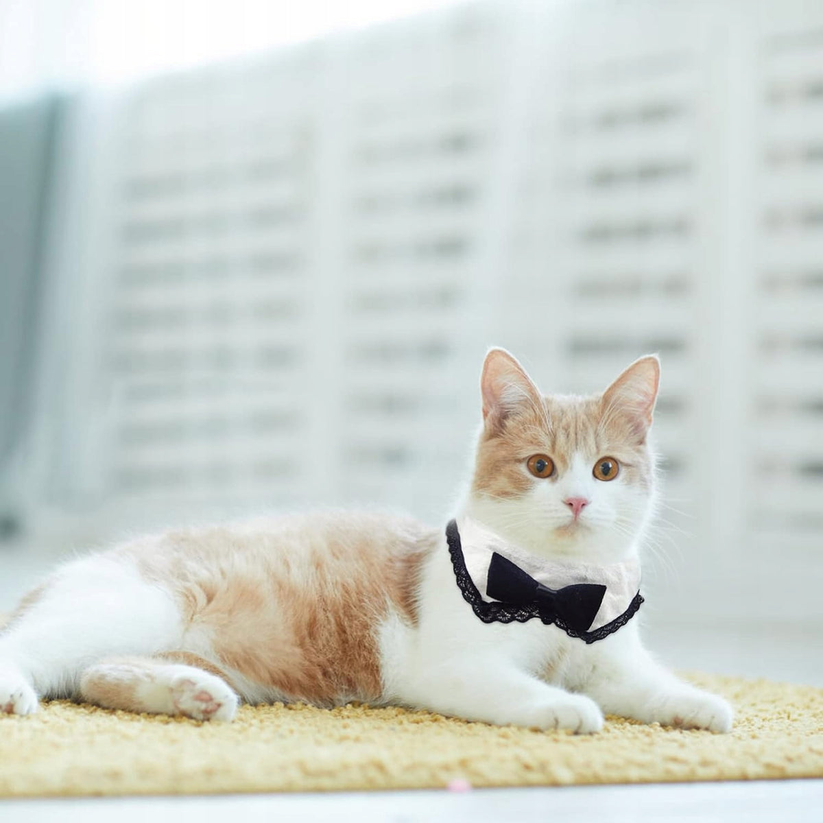 Cat Collar Lace Bow Tie Decorative Adjustable Collar Size M Manufacturer code x68