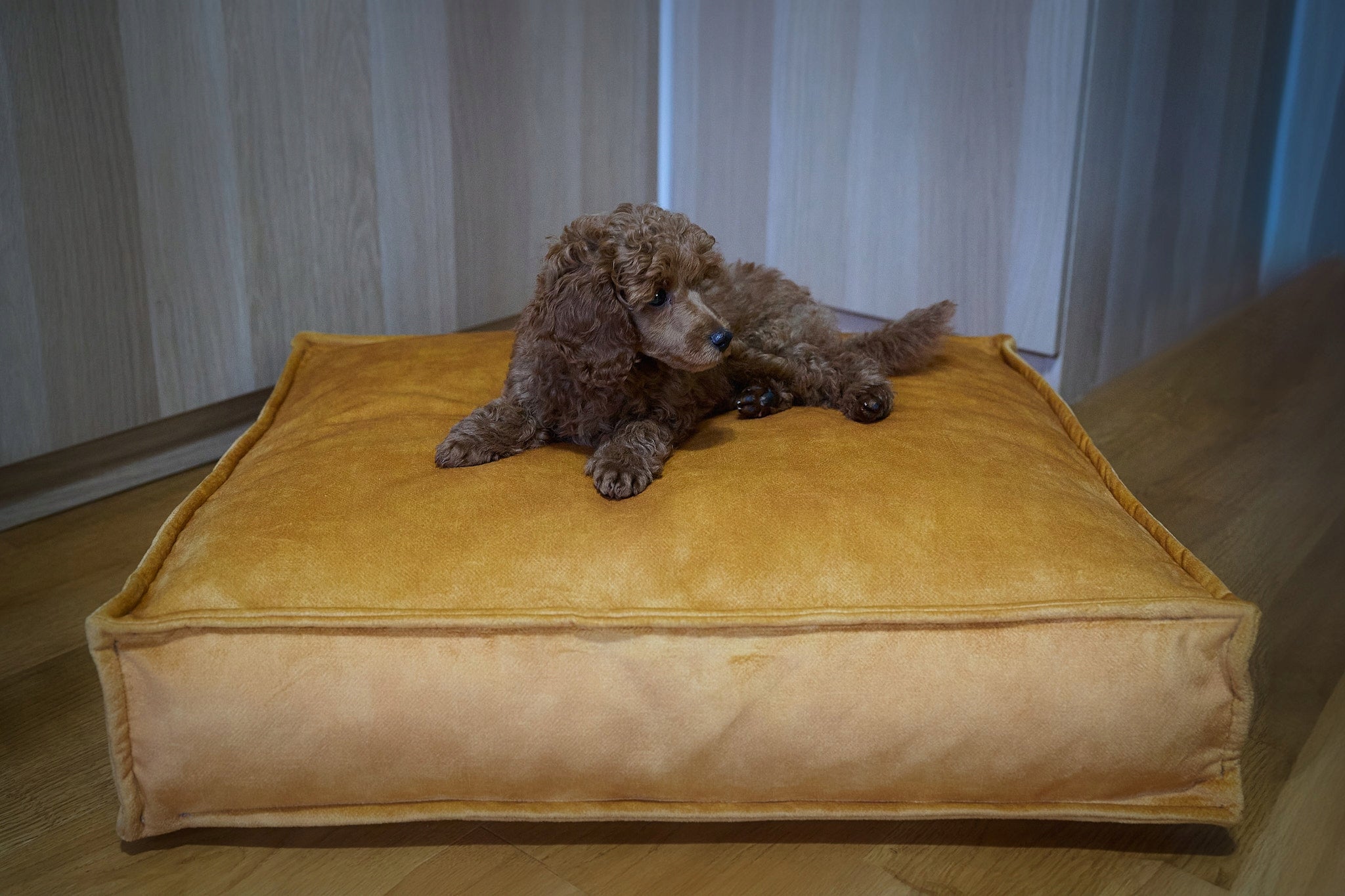 Cat Dog Bed Pillow Bed Waterproof Terra Velour 60x50 cm Length 60 cm