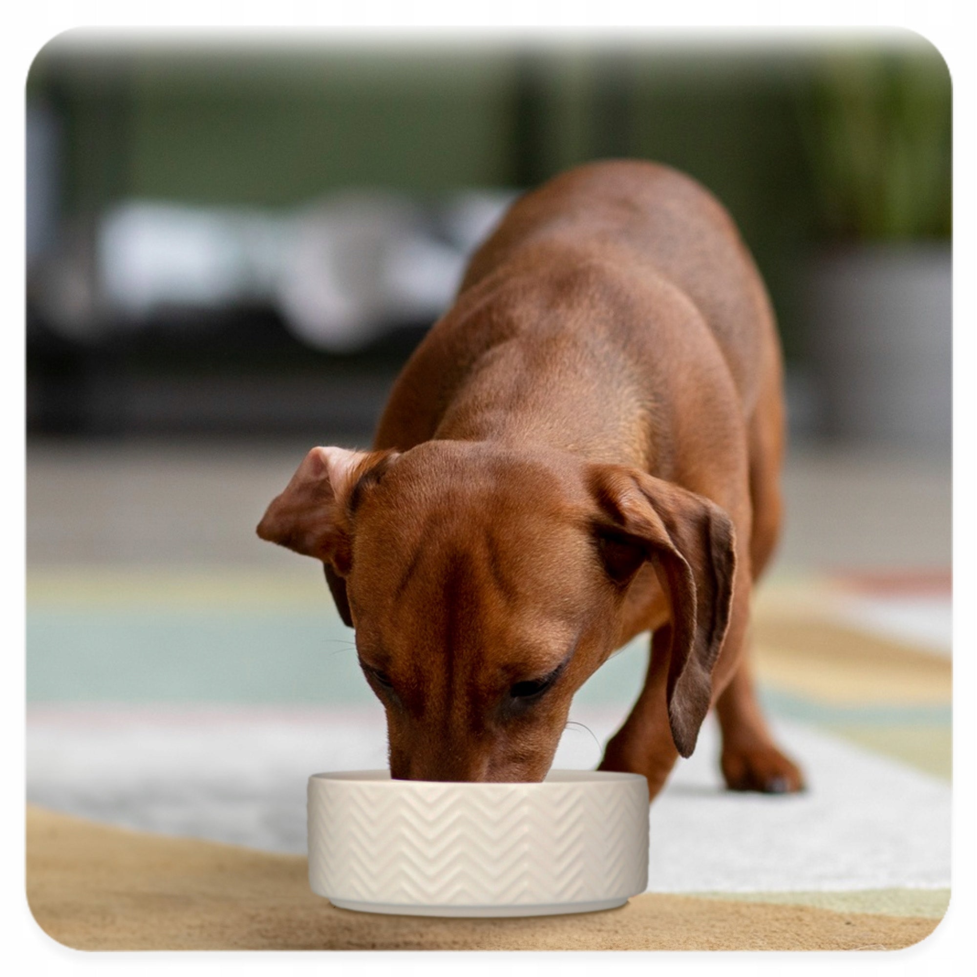 Cat Dog Bowl 0,4 CERAMIC Puppy Bowl WATER 13cm White STABIL 8K Color white