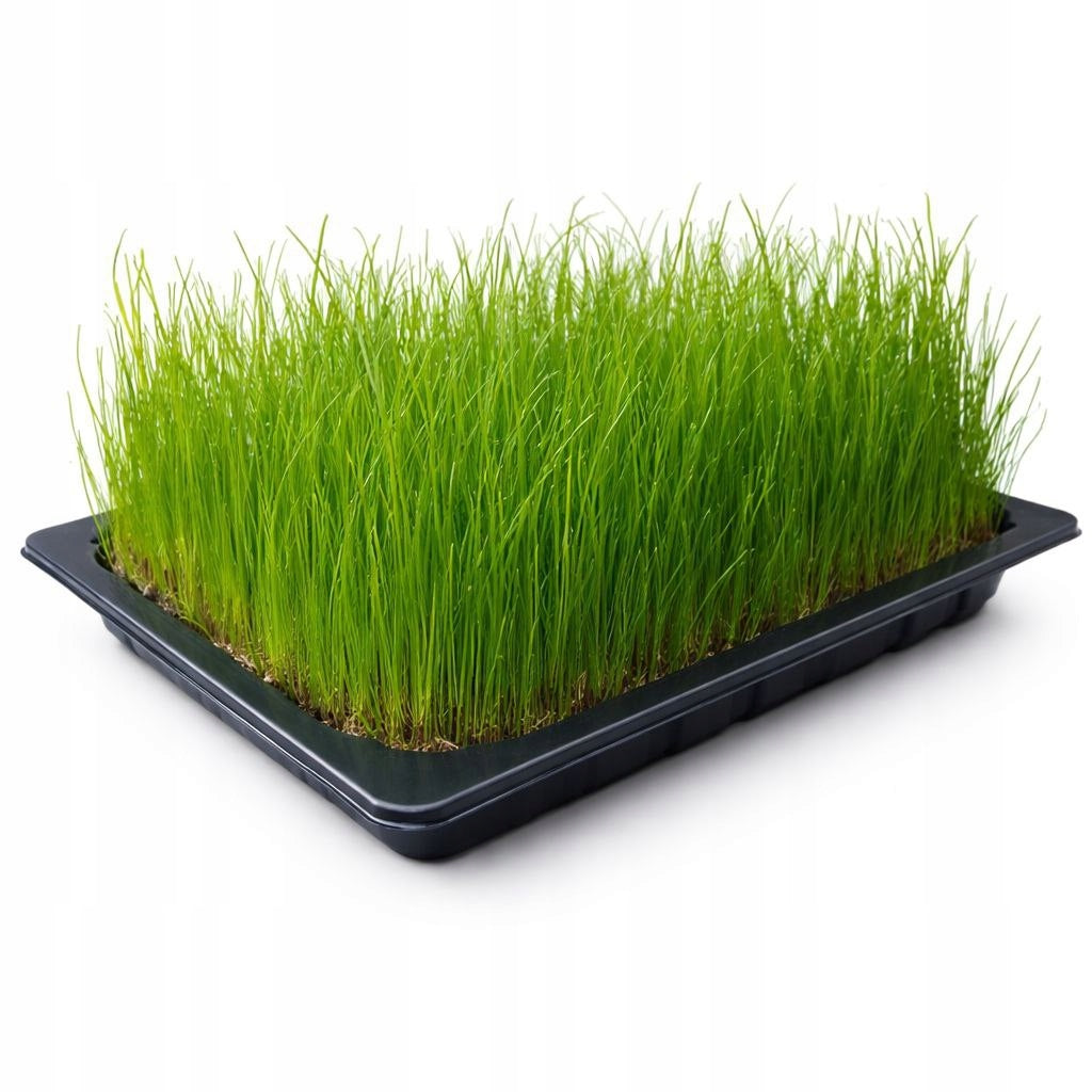 Cat Grass Lawn – Ready to Eat 25x30cm