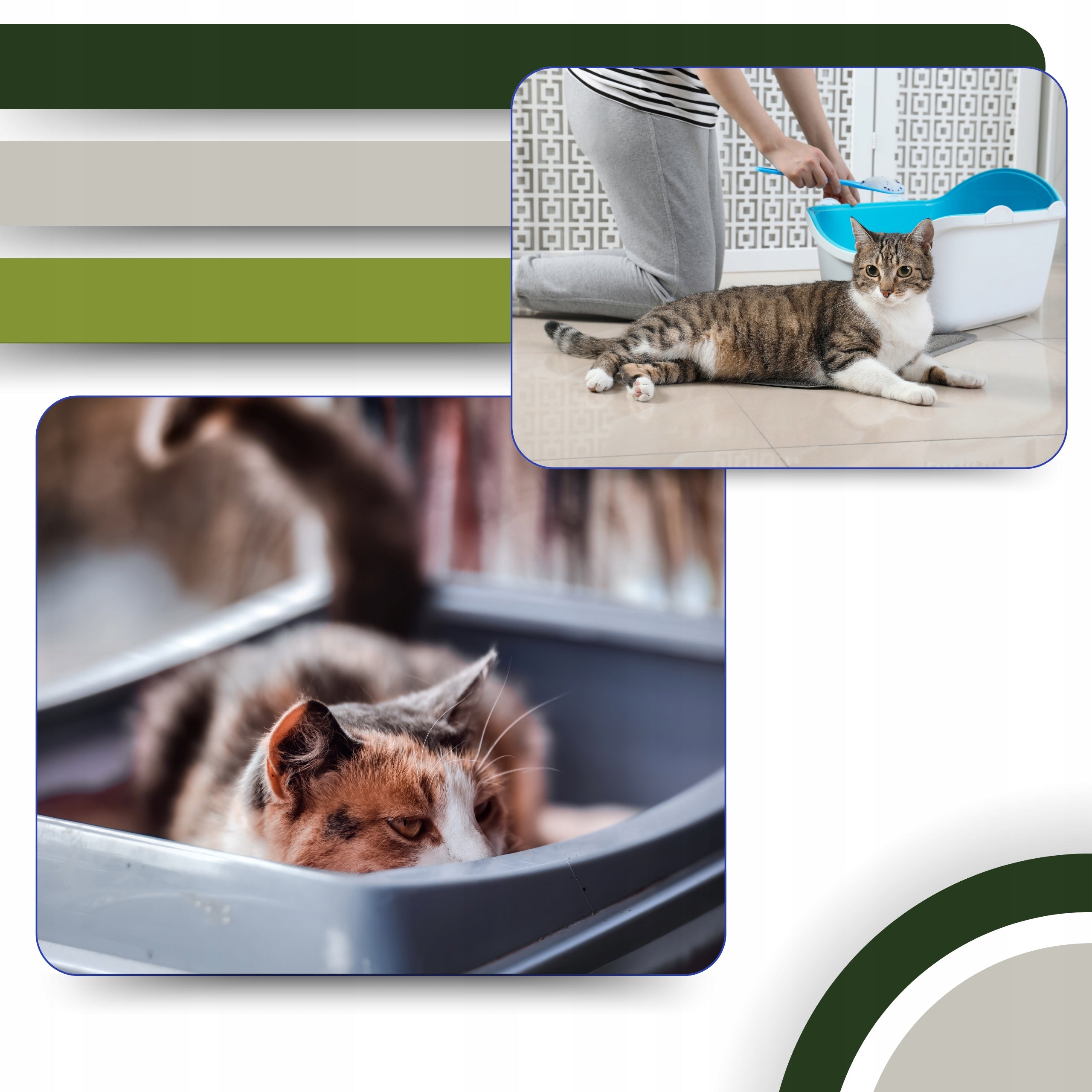 Cat Litter CLUMPING ECOLOGICAL 24l Cereal BIODEGRADABLE for WC Product weight 7.2 kg
