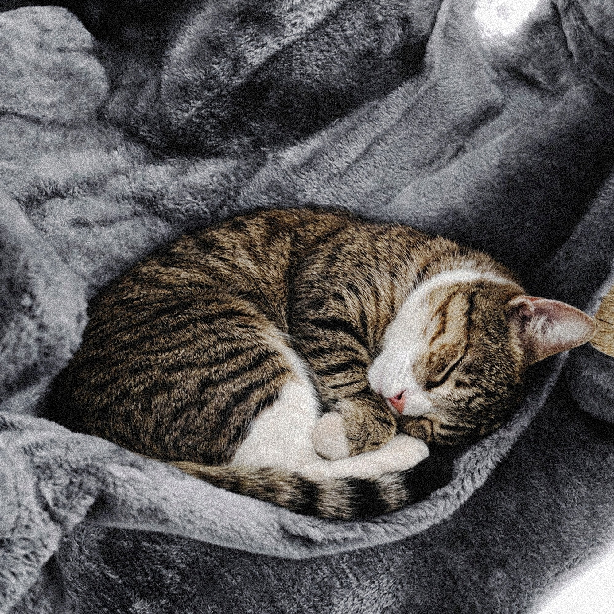 Cat Scratcher Tower Bed House Booth 7 Pos. Toy Drawstring Hammock Packaging status original