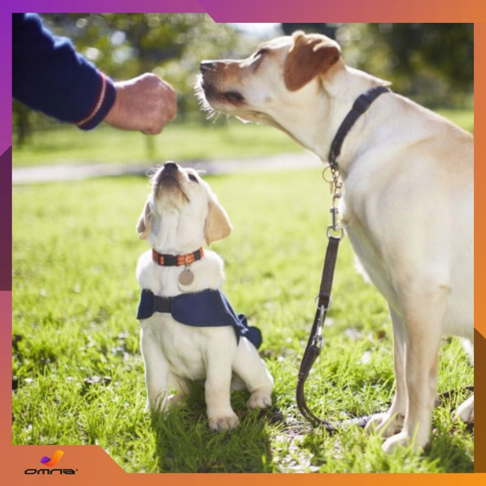 Cat dog leash clipped for big dog long adjustable double 5m Material tape