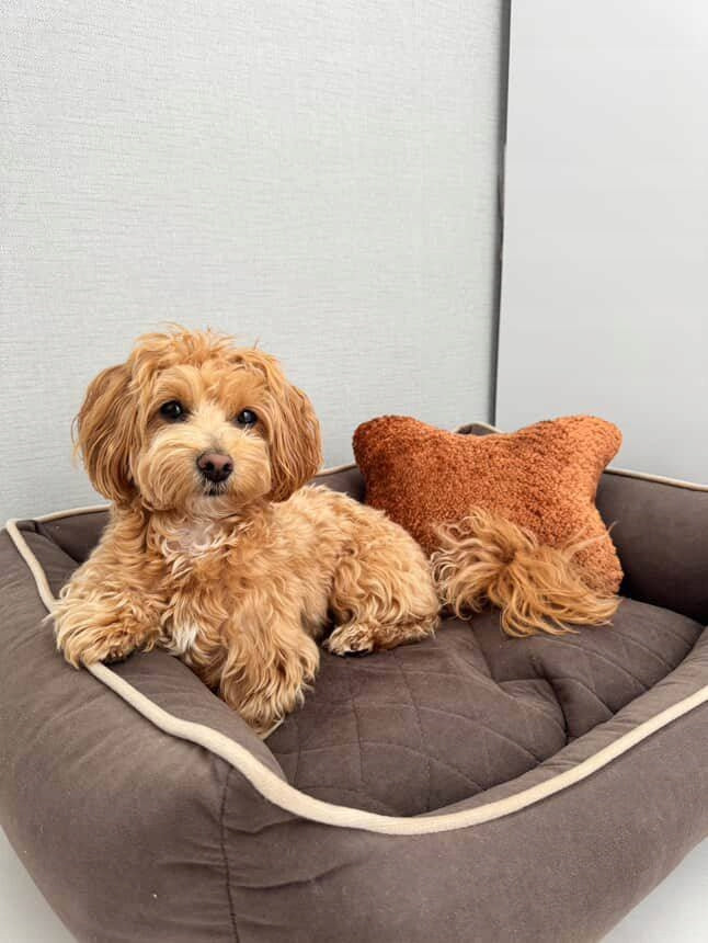 Cat dog pillow for sleeping soft comfortable unique gift for everyday Model Poduszka do legowiska dla psa kota wygodna miękka