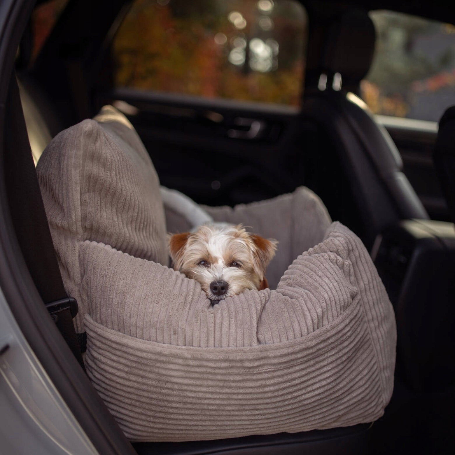 Cat dog transporter car seat + Engraving name FREEBIE Size S