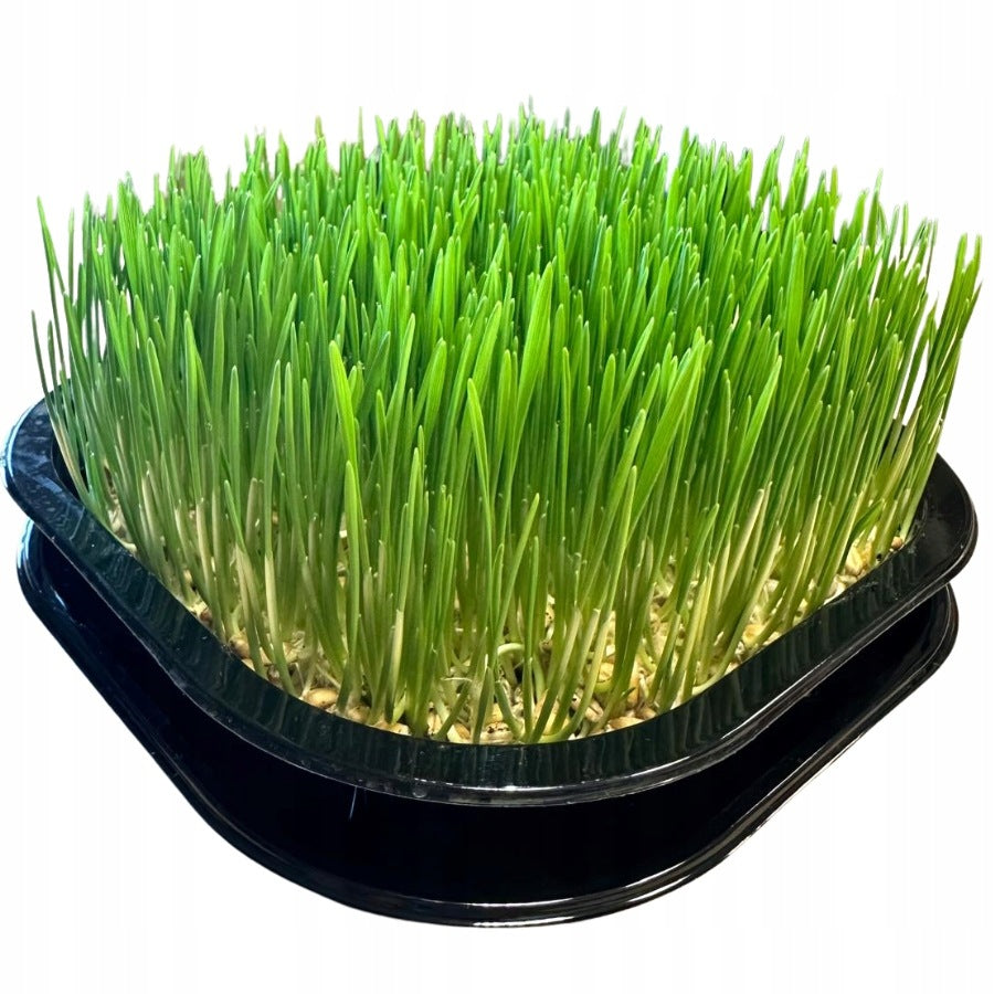 Cat grass MELO large, ready 18x18 cm