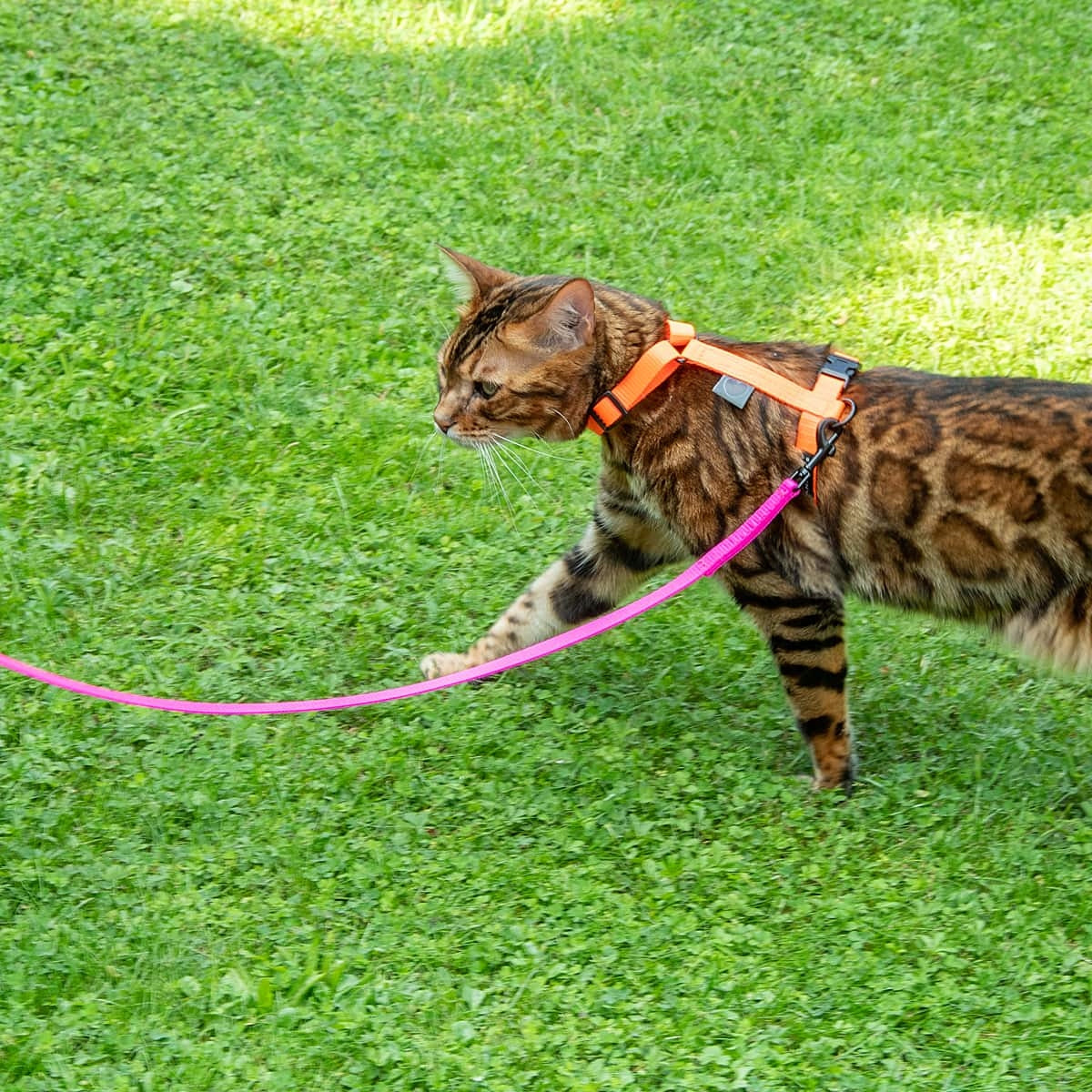 Cat leash - mini | Neon pink - 2m Brand no brand
