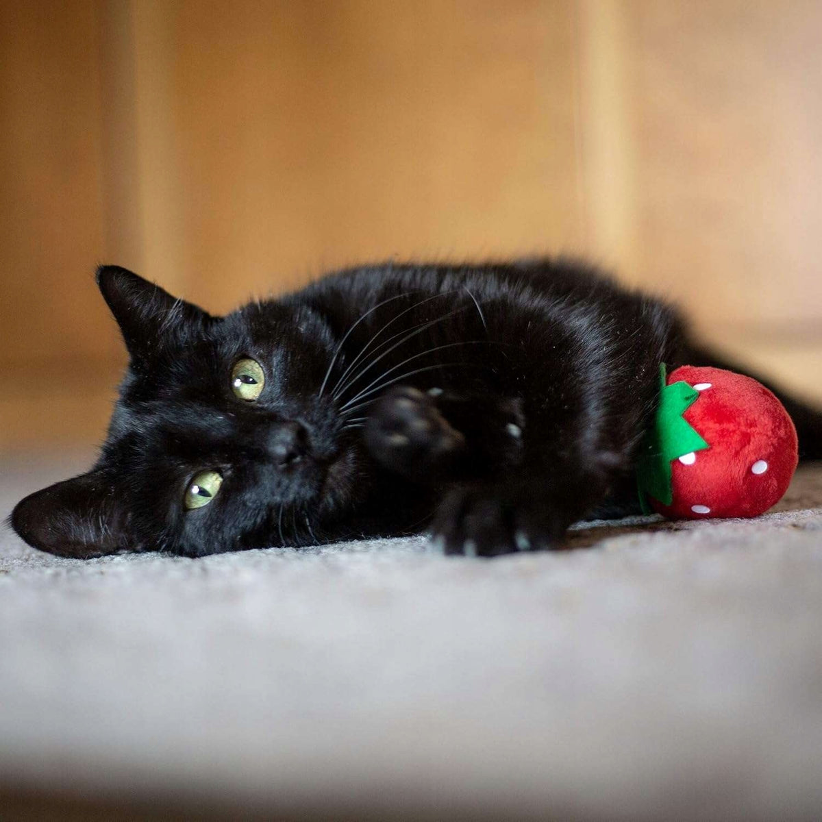 Catnip Toy for Cat CE Manufacturer code X000UG8XHT