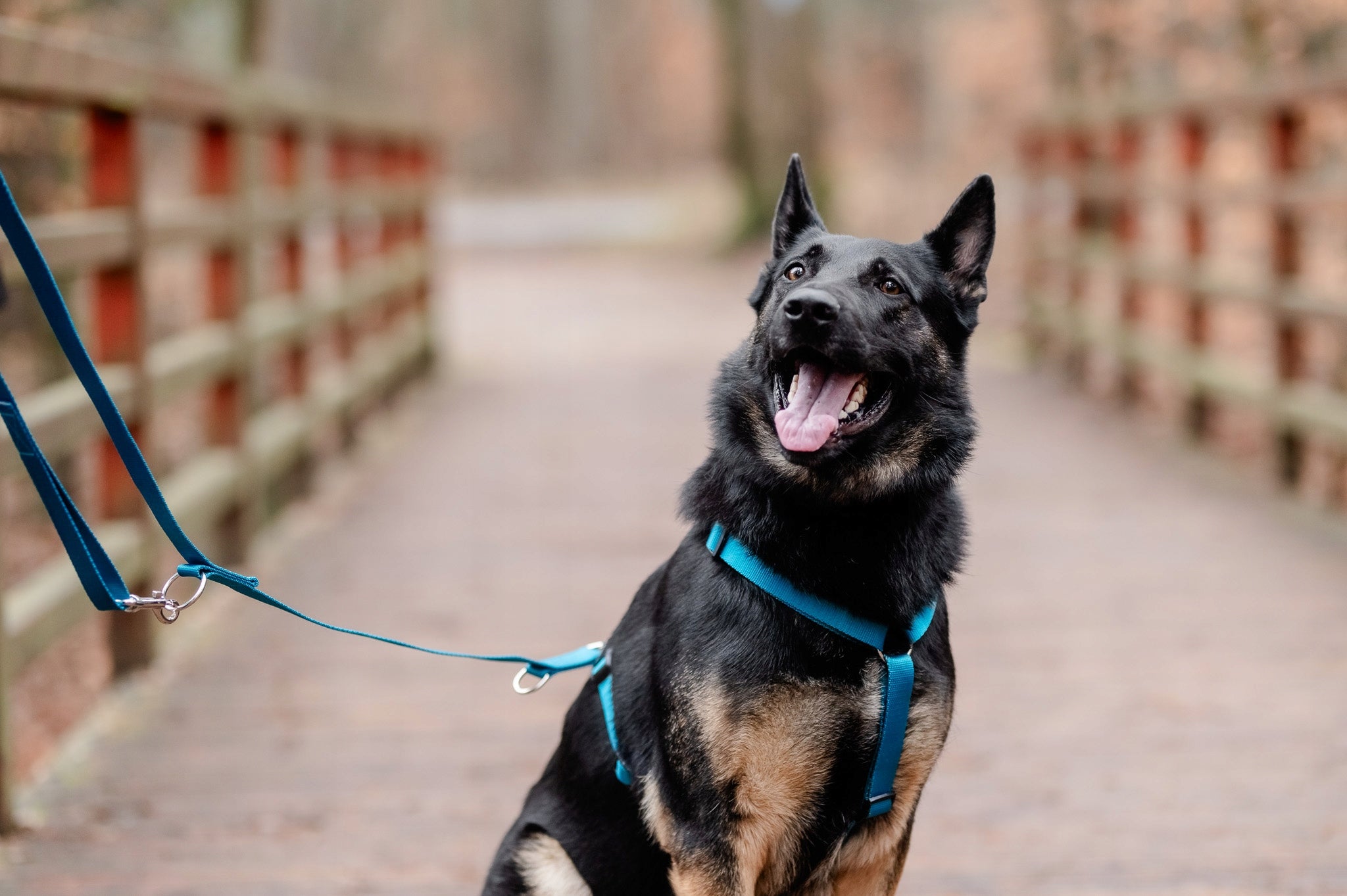 Chaba Guard Pressure-Free Harness for Medium Dog Adjustable Solid r. L Size L