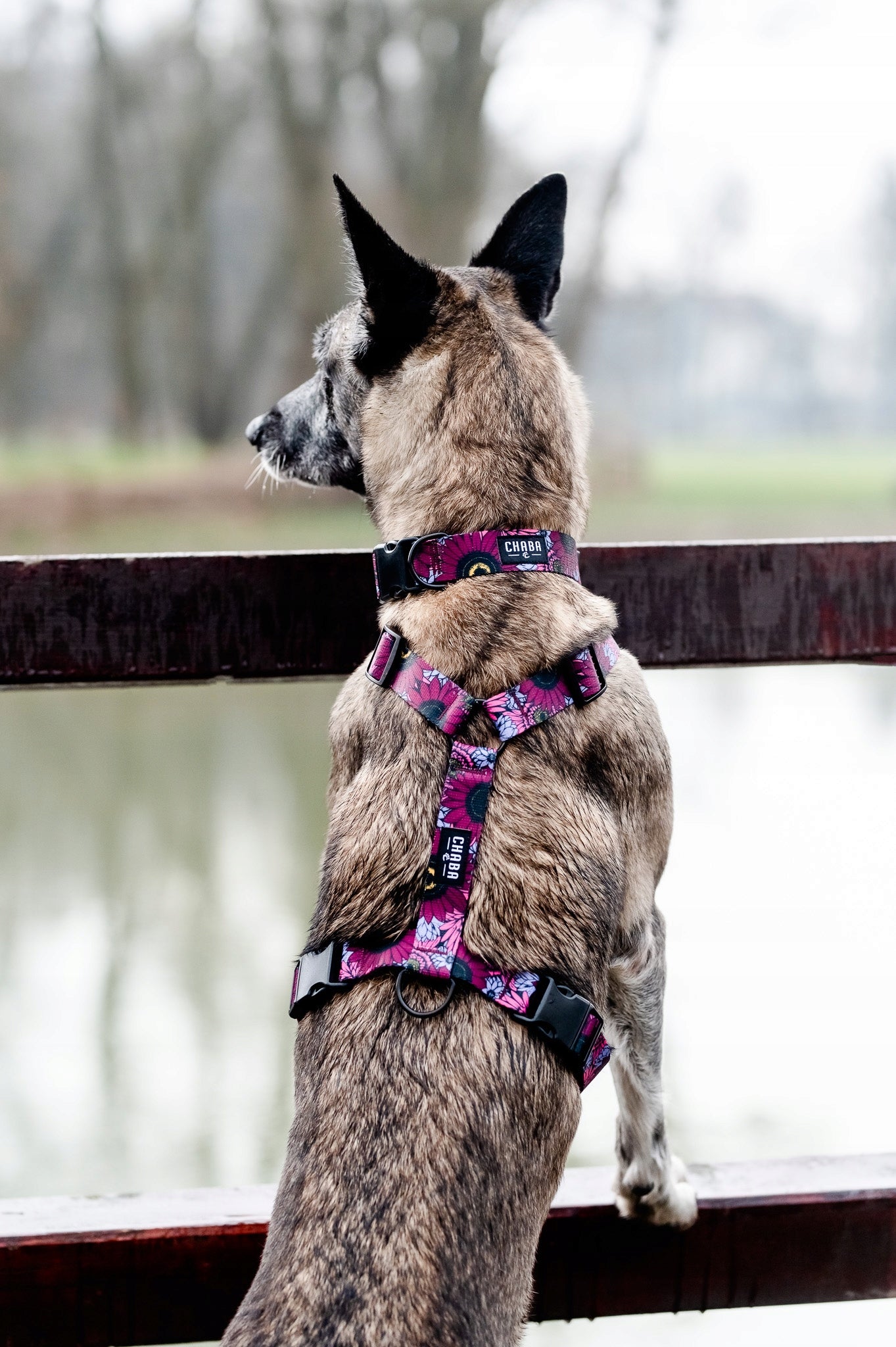 Chaba Walking Harness Guard For Dog | LAKOTA Pattern | Decorative, Strong, Patterns Kind walking harness