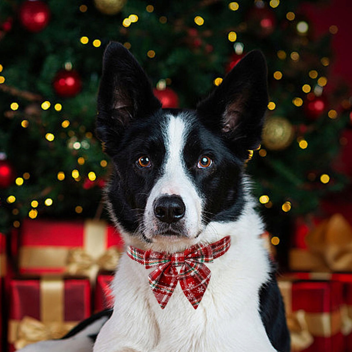 Christmas collar with bow