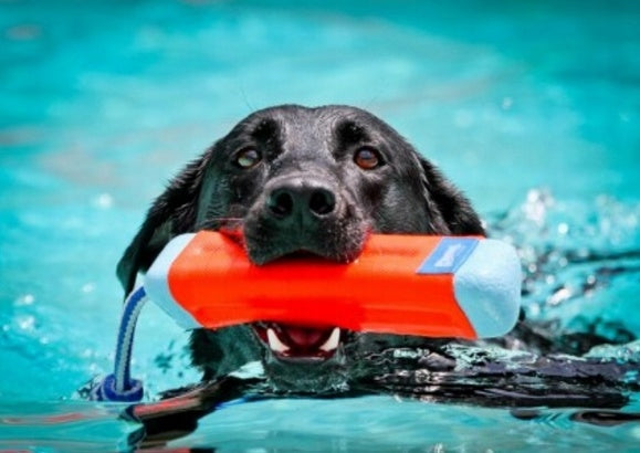Chuckit Hundespielzeug Bumper M 