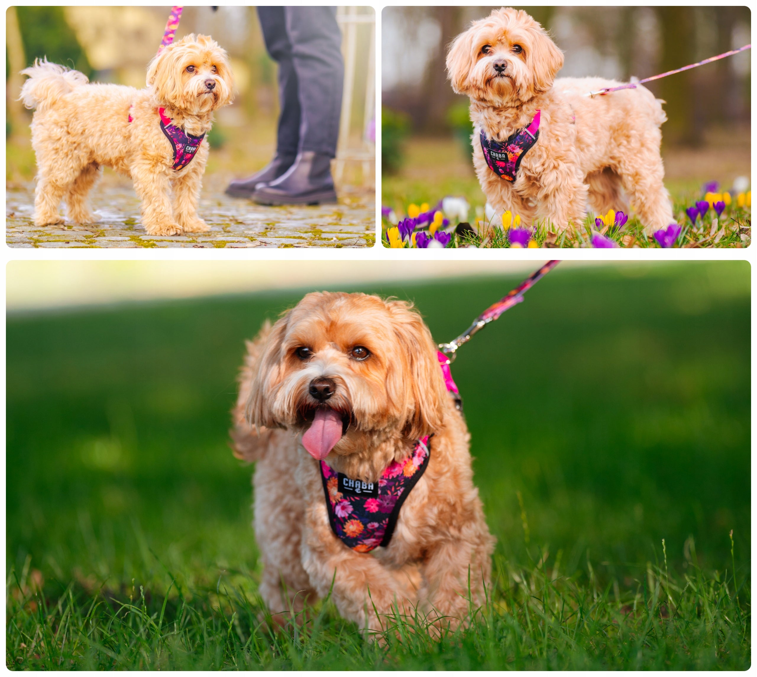 City Lanyard for Dog Chaba Marigold size S 130 cm - Comfort and Style EAN (GTIN) 5905133652940