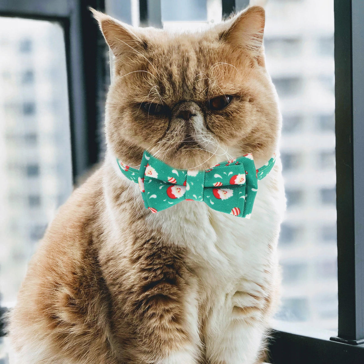Classic Green Cat Necklace with Bell and Safety Release Buckle Manufacturer code 8896102