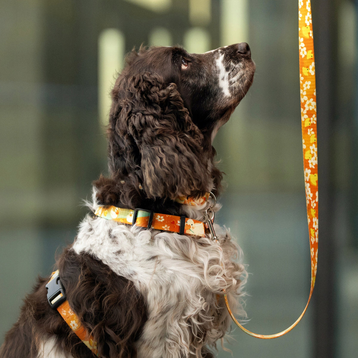 Classic collar for a large dog. Duck pattern - Size L / 2,5 cm Manufacturer code Obroża z klamrą - Kaczuszki Rozmiar L/2,5 cm