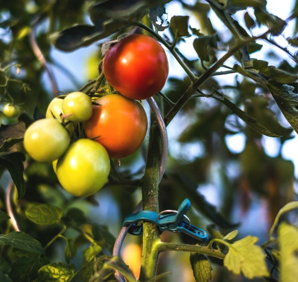 Clips for attaching Tomato Plants 1-size 10pcs/pack. TYK51 Manufacturer code TYK51.