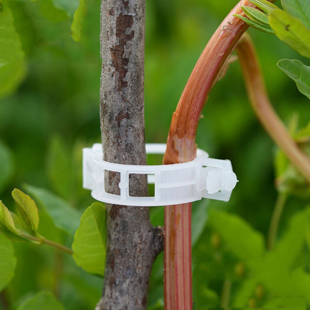Clips for tomatoes Clips for guiding shoots of plant stems zapink 100pcs Dominant material plastic