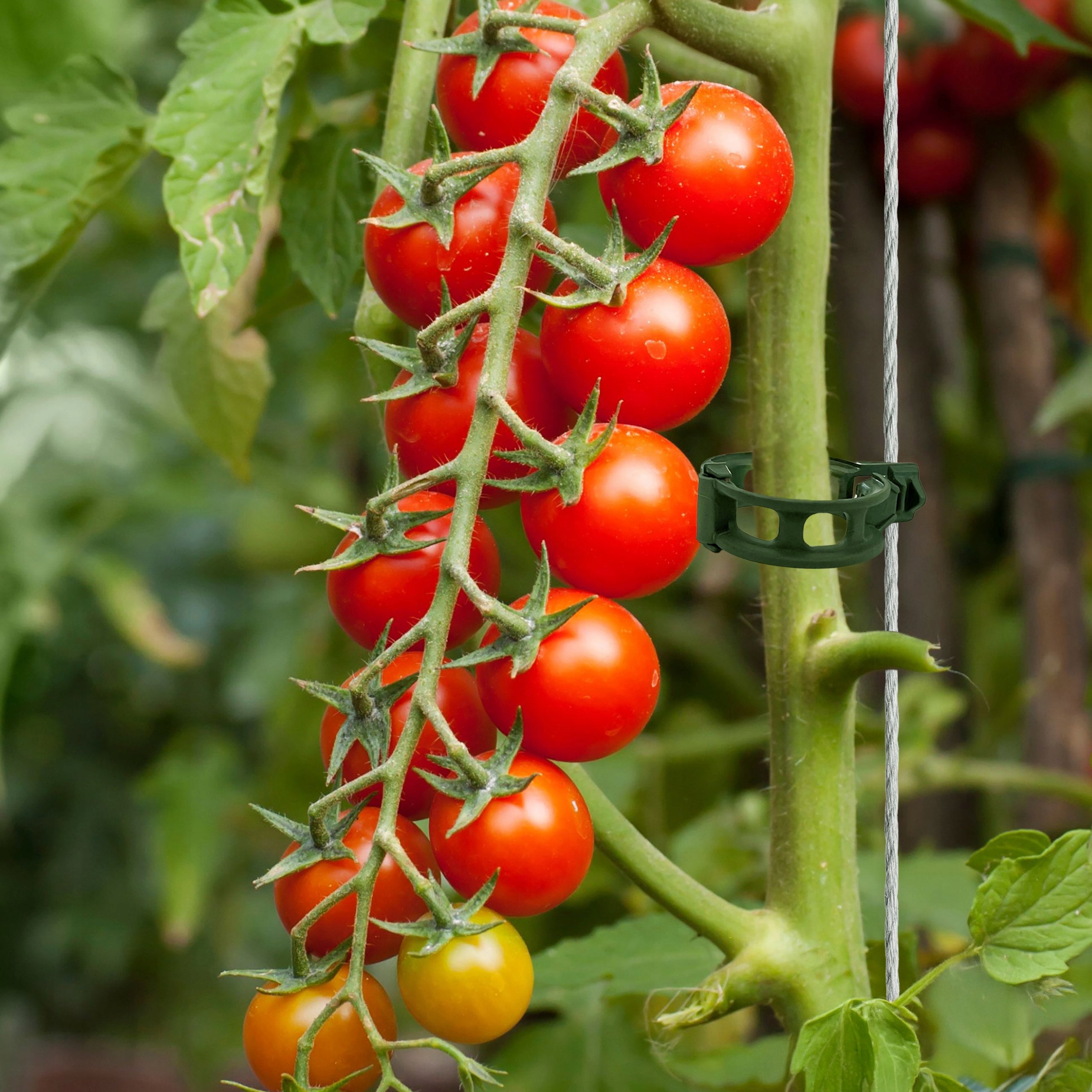 Clips for tomatoes clasps for stems of plant shoots 200 pieces + string 300m Manufacturer code Klipsy do pomidorów zestaw sznurek