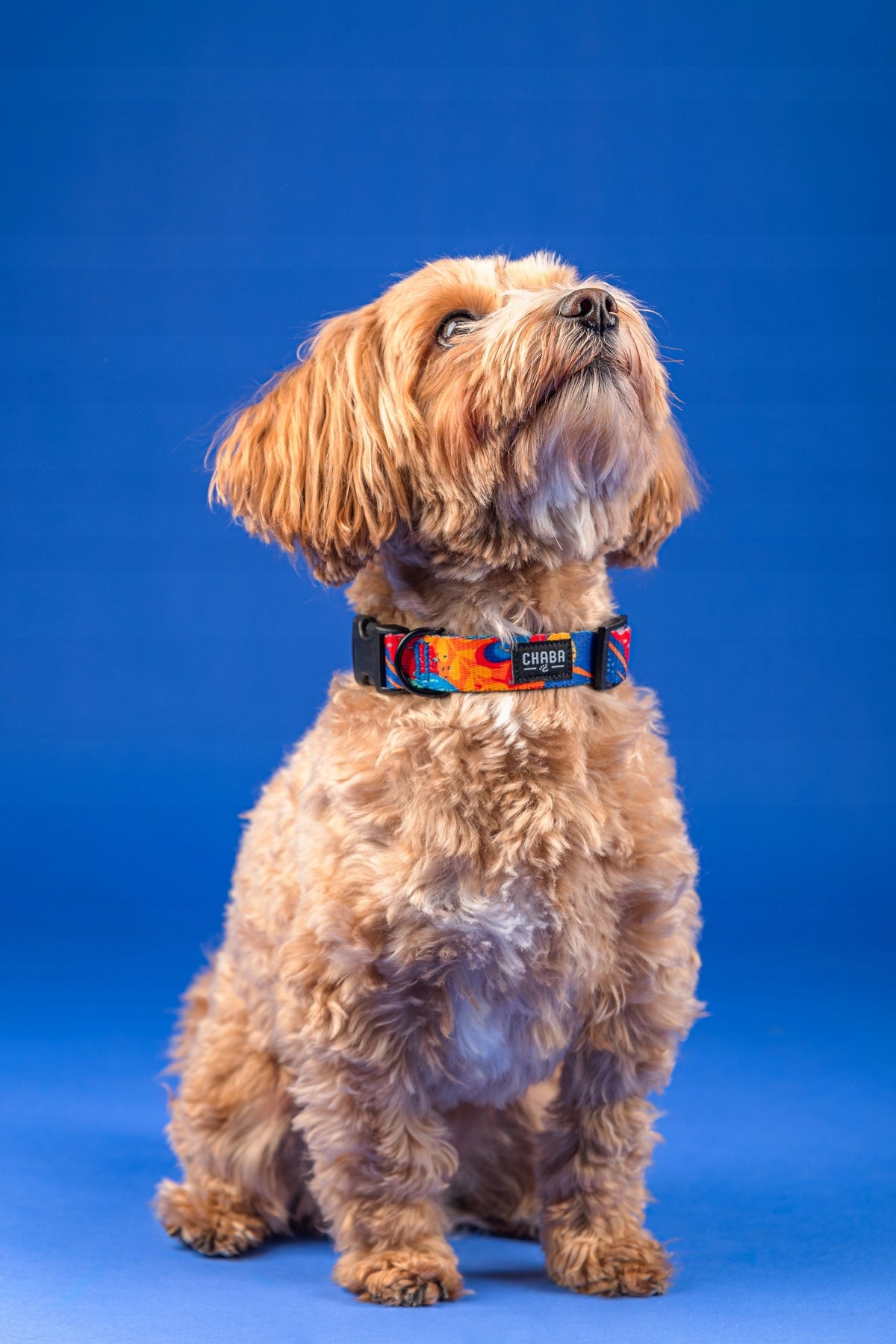 Collar for Small Dog Chaba Strong Durable Adjustable 25-42CM/2CM AUSSIE Manufacturer code 1