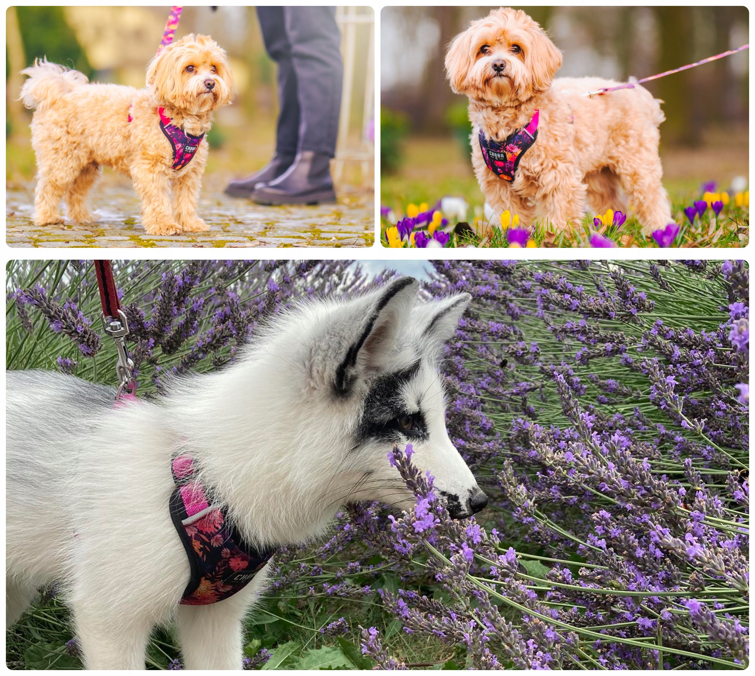 Comfort Guard Walking Harness for Small Dog - Chaba Marigold Size M Trade name Sz guard comfort M (P)30-40(T)34-48x1,6cm-marigold