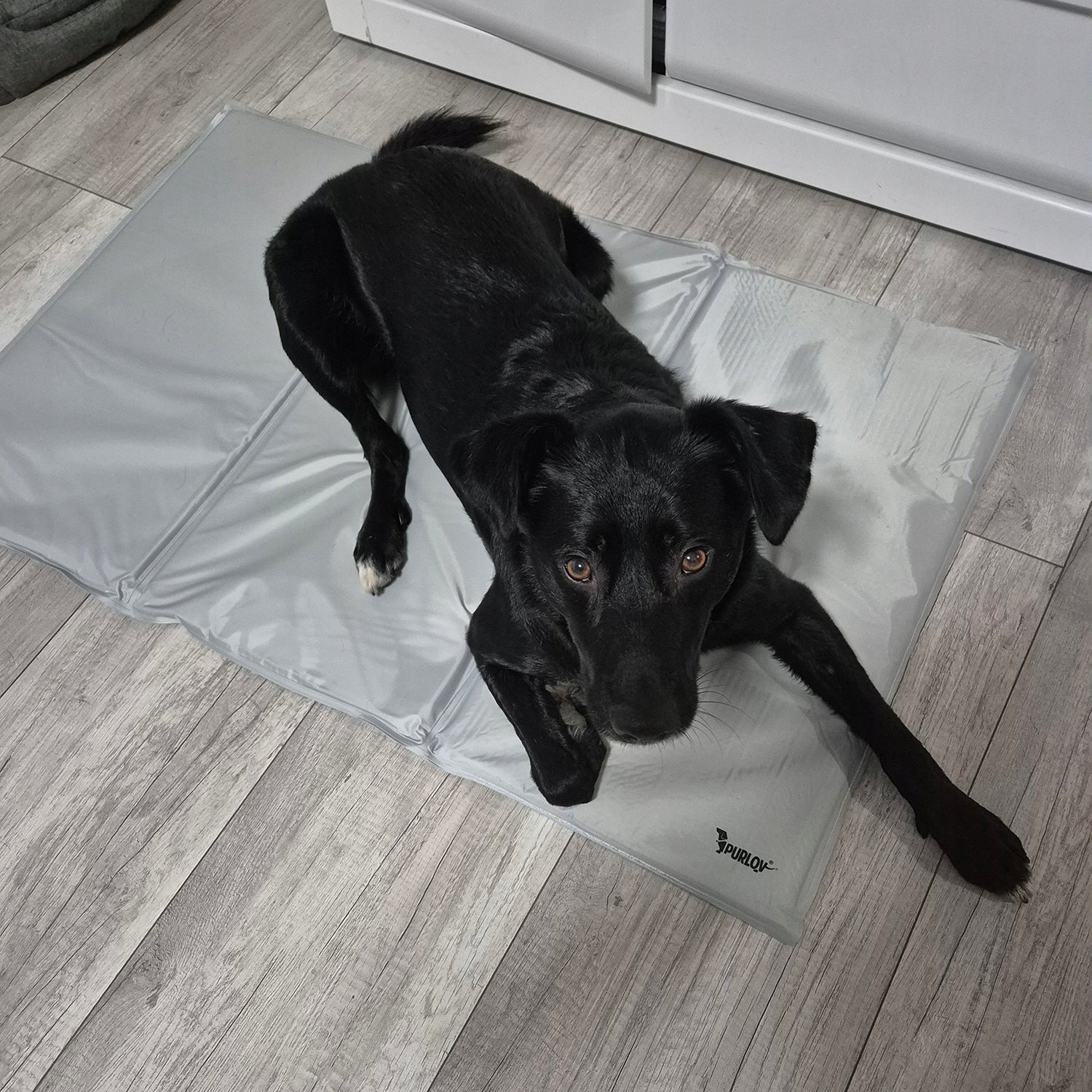 Cooling Mat for Dog Cat Animal Gel Folding XXL Bed 110x70cm Model dla Zwierząt