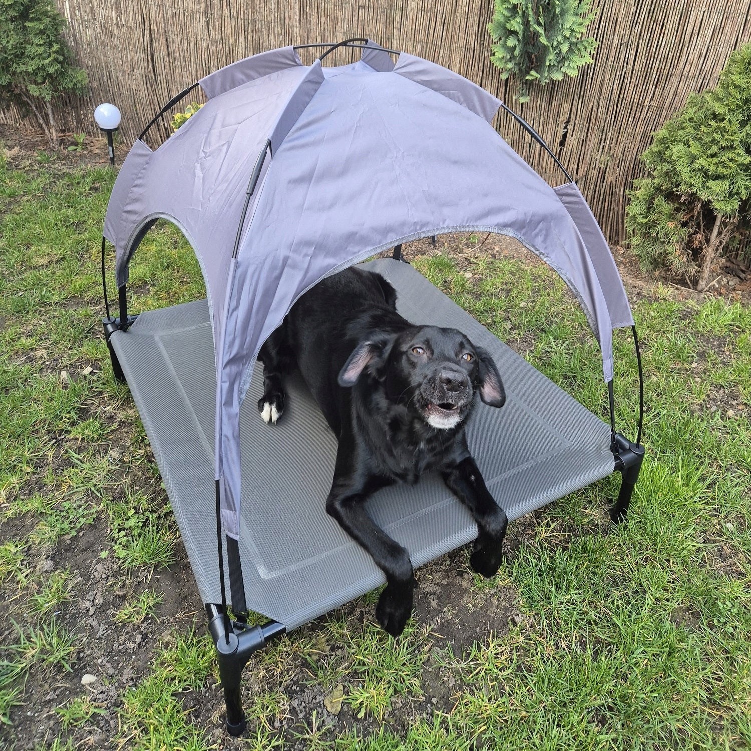 Covered Dog Bed Elevated with Canopy Tourist Mat XXL Length 80 cm