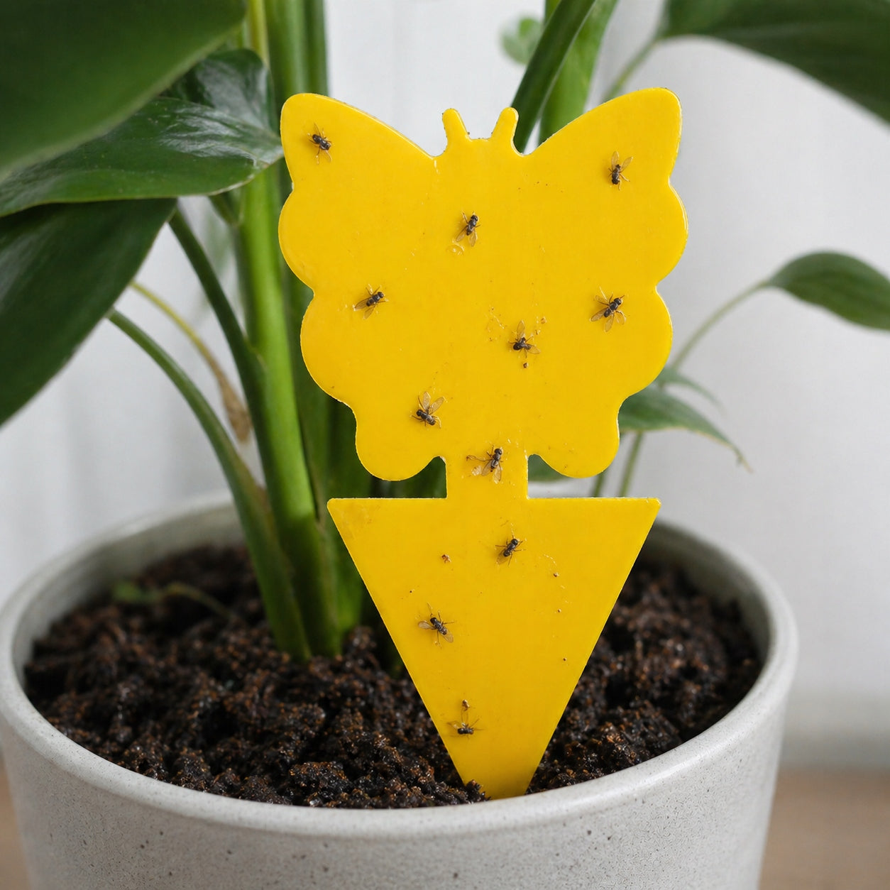 DECORATIVE STICKERS FOR POTS FOR EARTHWORMS FLIES FRUIT INSECTS YELLOW BUTTERFLIES Form Other