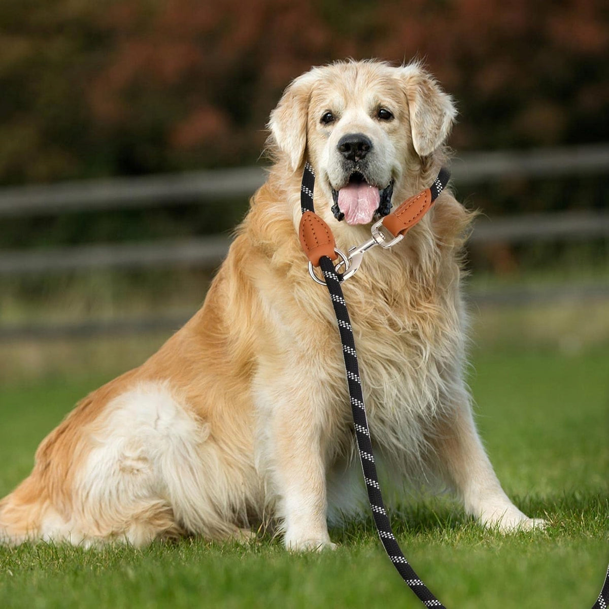 DENTEDELEAO Adjustable Dog Leash 2m Nylon Training Retractable Manufacturer code 5908456427448