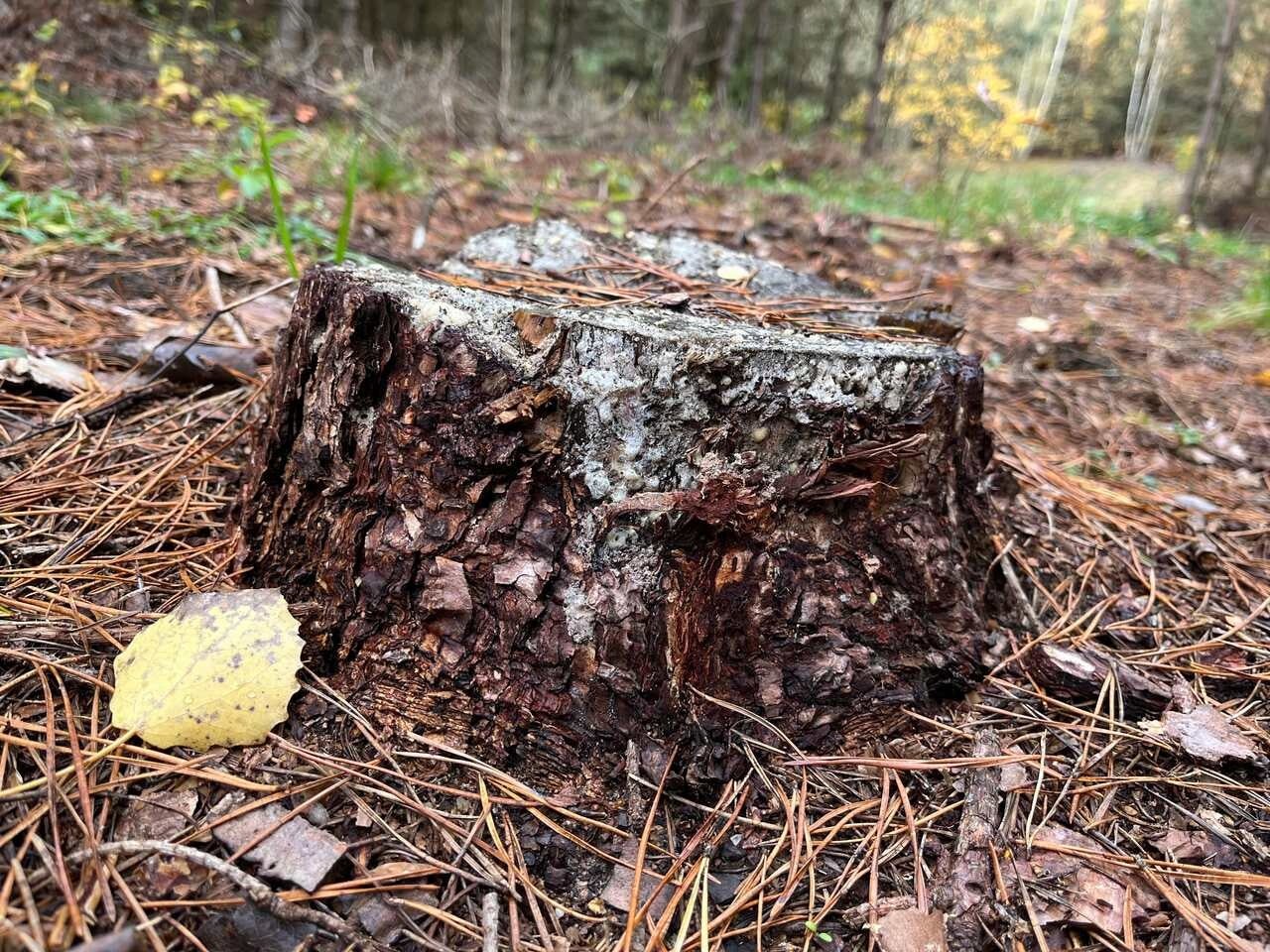 DEROT mycelium for decomposition and removal of tree trunks ON 10 PNI! Manufacturer code DEROT do rozkładu pni drzew lesnych
