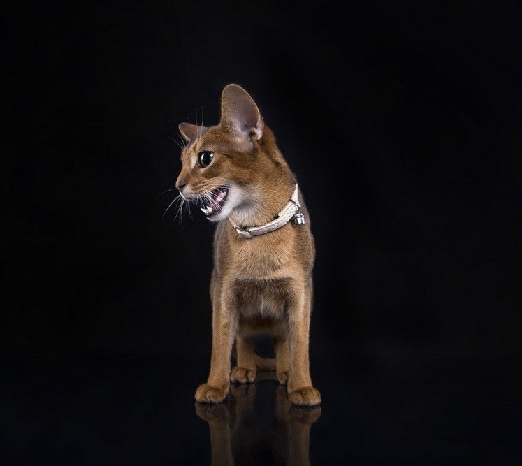 DINGO CAT COLLAR BASIC BLUE Brand Dingo