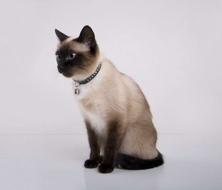 DINGO CAT COLLAR GLAMOUR 1,0x34 CM WHITE Color white
